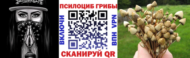 Галлюциногенные грибы Psilocybe  где купить наркотик  Холмск 